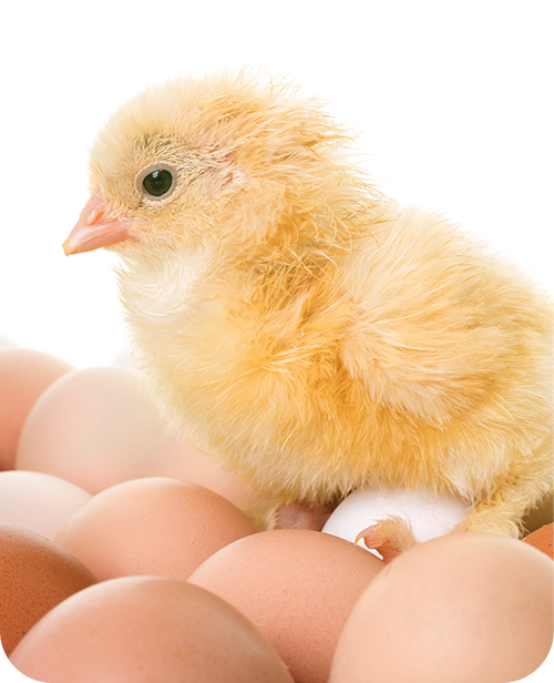 resource/images/df6ac30c087c4a4e8cba5c0fd7b2712f_12.png 動物營養